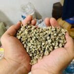 biji kopi green beans