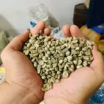biji kopi green beans